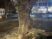 В Ужгороде под покровом ночи срезали деревья, чтобы установить МАФы