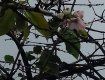 Аномальное цветение яблонь в селе Дубове зафиксировали и опубликовали в сети