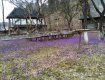 В Закарпатье в горном селе Колочава достигла пика цветения Долина шафранов 