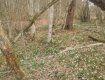 В Закарпатье в лесу расцвели пролески и подснежники