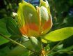 В Ужгороде зацвело редкое для Украины дерево-экзот Лириодендрон тюльпановый