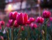 Областной центр Закарпатья поражает яркоцветущими красавцами-тюльпанами