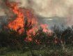 В Закарпатье сжигание сухостоя стало причиной смерти многих живых существ 