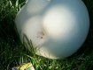 В Закарпатье у людей в саду растут нереально большие грибы
