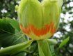 В Закарпатье вовсю цветет Тюльпановое дерево 