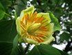 В Закарпатье вовсю цветет Тюльпановое дерево 