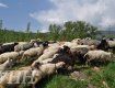 Закарпаття. Вівчарі на 6 місяців вивели на полонину тисячі овець