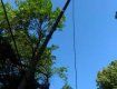 В Ужгороде огромнейшее дерево оборвало электропровода