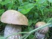 Первые весенние грибы на Закарпатье