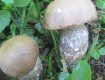 Первые весенние грибы на Закарпатье