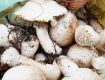 Более килограмма грибов собрал ужгородец на площади Кирилла и Мефодия