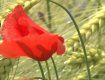 Классная фотозона: Поля цветущих, диких маков в Закарпатье завораживают своей красотой 