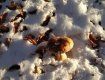 Пришла зима, но в Закарпатье грибной сезон не закончился