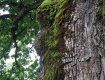 В Закарпатье Стужица славится 1000-летними дубами