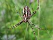 На Закарпатье фотографу удалось поймать в кадр ядовитого паука
