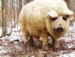 Мангалица — редкий вид домашней свиньи, который вывели в Венгрии в 1830-х гг