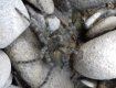 В Закарпатье рядом с рекой обнаружили паука, которого прежде еще не видели 