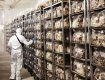 В Закарпатье официально открылась грибоферма, где выращивают шииатаке