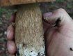 В Закарпатье в разгаре грибная пора: Грибники делятся в сети трофеями тихой охоты