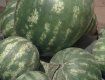 В Закарпатье местная жительница собрала впечатляющий урожай арбузов