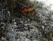 Опытные грибники на Закарпатье умудряются найти "улов" даже в снежное время