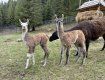 Милота: В Закарпатье в экопарке родились малыши ламы