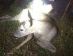 В Ужгороде ночью на проезжей части лежало окровавленное животное 