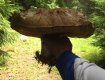 Велетенський гриб із Закарпаття