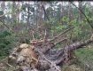 Закарпатське ОУЛМГ повідомляє про трагедію в Карпатських лісах