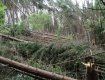 Закарпатське ОУЛМГ повідомляє про трагедію в Карпатських лісах