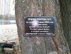 «Вербе Цоя» в Киеве предоставили статус ботанического памятника