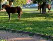 Удивительное зрелище: В областном центре Закарпатья на набережной гуляли две лошади