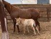 В США клонировали лошадь Пржевальского, умершую 20 лет назад