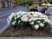 В областном центре Закарпатья площадь Петефи украсили каменными вазонами с хризантемами