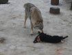 В Закарпатье, на Синевире волки загрызли овец: Фото опубликовали в соцсети