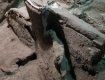 Уникальная находка археологов: В Помпеях обнаружили свадебную колесницу невесты I века