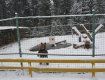 На Закарпатье аномальная зима не дает медведям впасть в зимнюю спячку