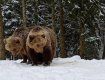 У зимову сплячку впали не всі ведмеді у Карпатах