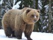 В Нацпарке "Синевир" на Закарпатье медведи решили не спать