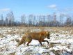 В сети показали, как на самом деле живут в Чернобыле дикие животные