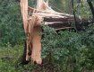 В Закарпатье 4 села остались без газа из-за рухнувшего дерева