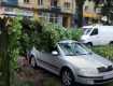 Во Львове автовладелец судился с администрацией из-за разбитого деревом авто 
