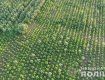 Полиция показала, как уничтожили рекордную плантацию конопли в Херсонской области