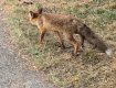 В Боздоському парку Ужгорода дика лисиця стала атракцією