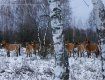 Лошади Пржевальского вернулись в Чернобыль: Опубликовали фото редких животных 