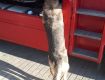 На КПП Ужгород служебная собака обнаружила контрабанду составляющих к автомату АК-74