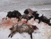 В Закарпатье, на Синевире волки загрызли овец: Фото опубликовали в соцсети