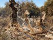 Древнейшая олива возрастом 2500 лет сгорела в сильных пожарах на греческом острове Эвия 