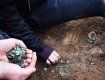 В Венгрии нашли редчайший клад - тысячи монет позднего Средневековья