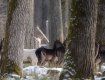 Удивительные кадры: В Закарпатье в заснеженном лесу устроили фотосафари на оленей